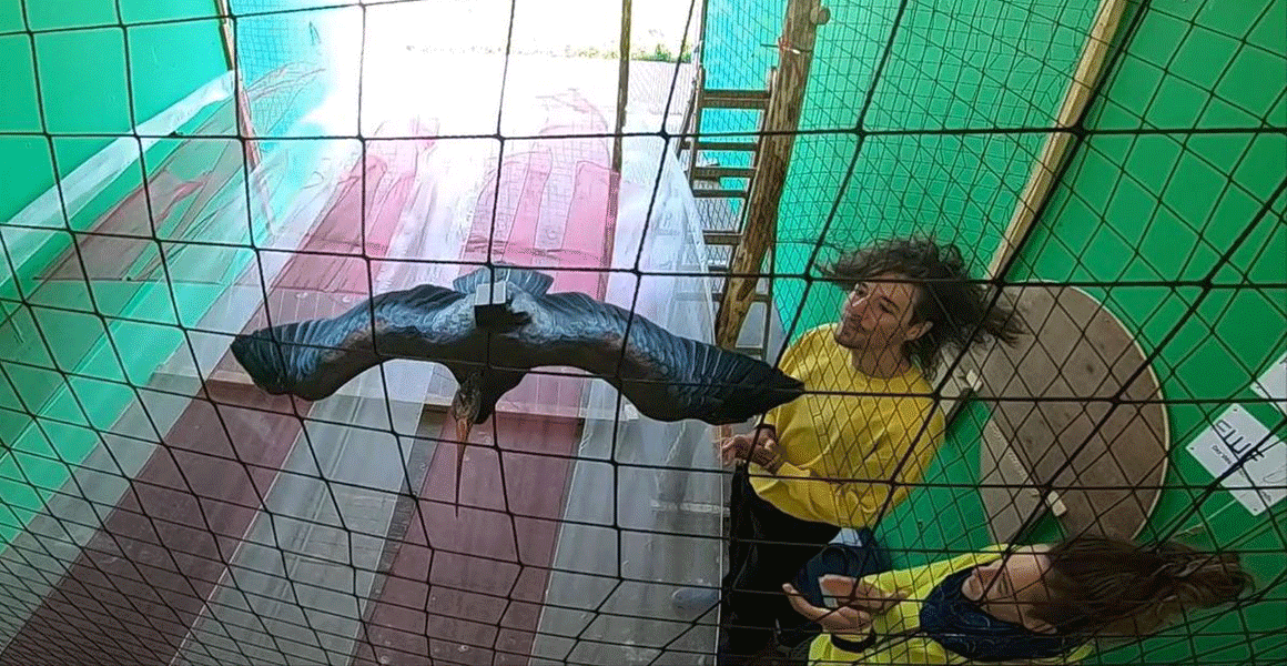 Waldrapp im Windkanal