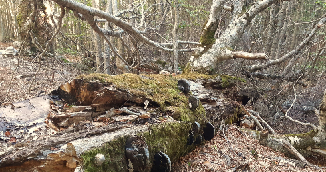 Waldaufnahme © Joanneum Research