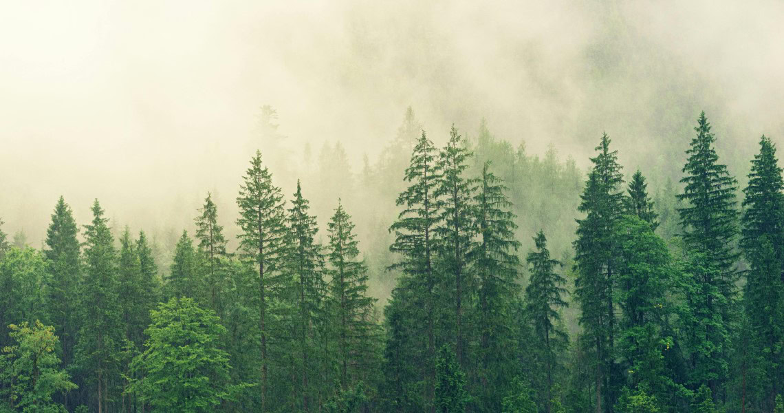 Pexels: Johannes Plenio