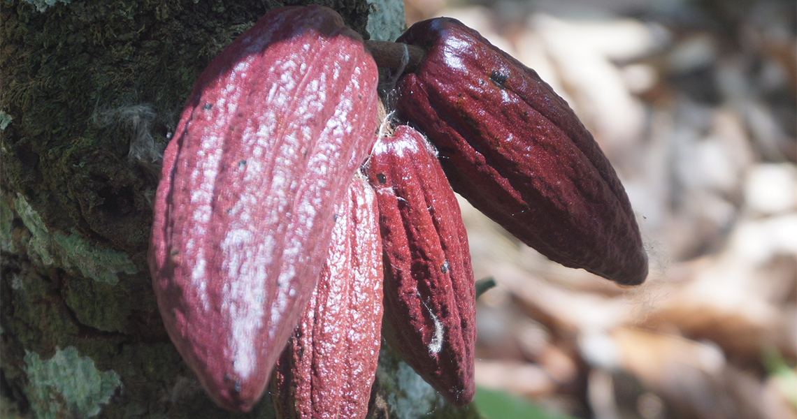 Rotschalige Kakaoschoten (Theobroma cacao) an einem Kakaobaum, Côte d’Ivoire, Foto: Beetle ForTech GmbH