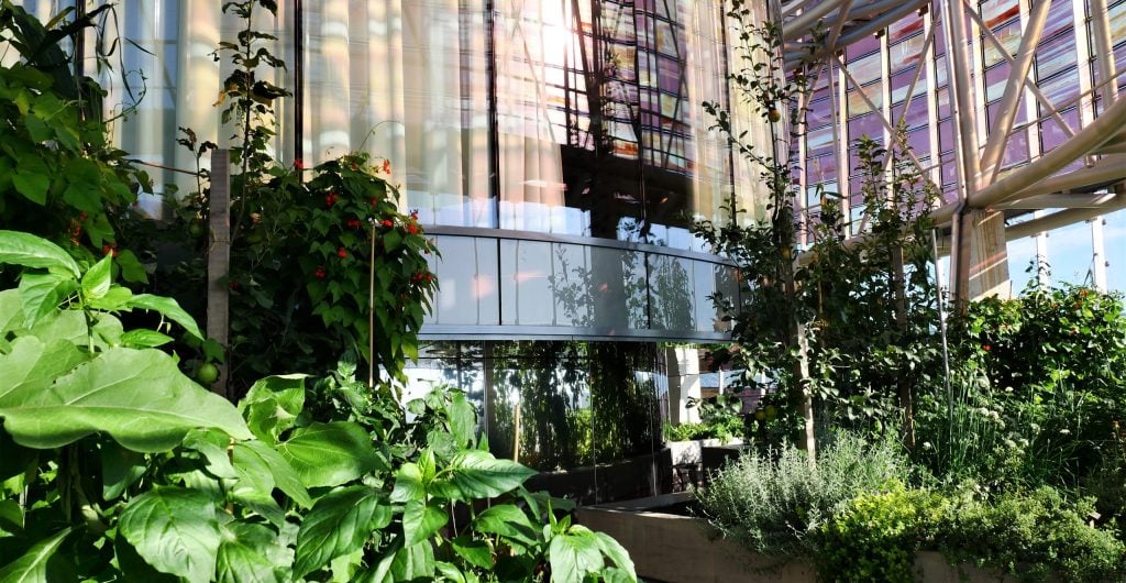 Detail of plants on the roof garden of the Science Tower