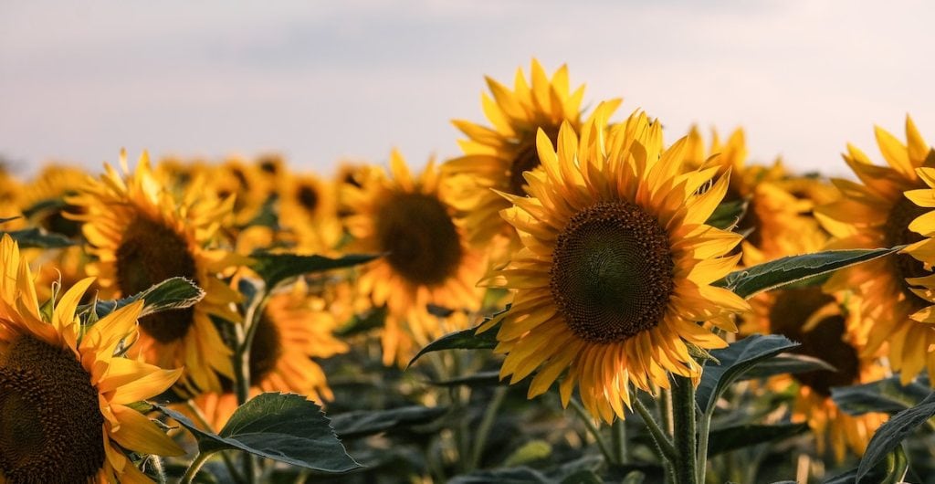 Nahaufnahme von einem Feld mit Sonnenblumen