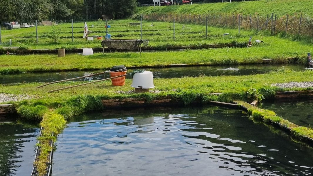 Foto von Fischteichen zur Fischzucht mit einem Mitarbeiter im Hintergrund