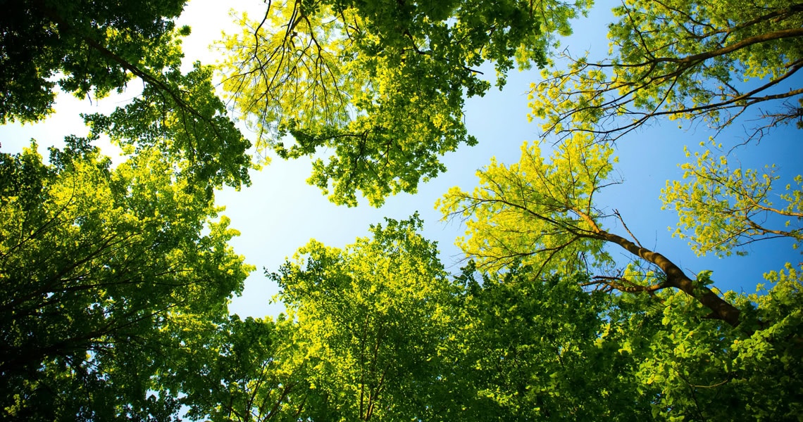 Blick von unten in Baumkronen vor strahlend blauem Himmel. Symbolbild für Begrünung gegen Hitze als Folge des Klimawandels