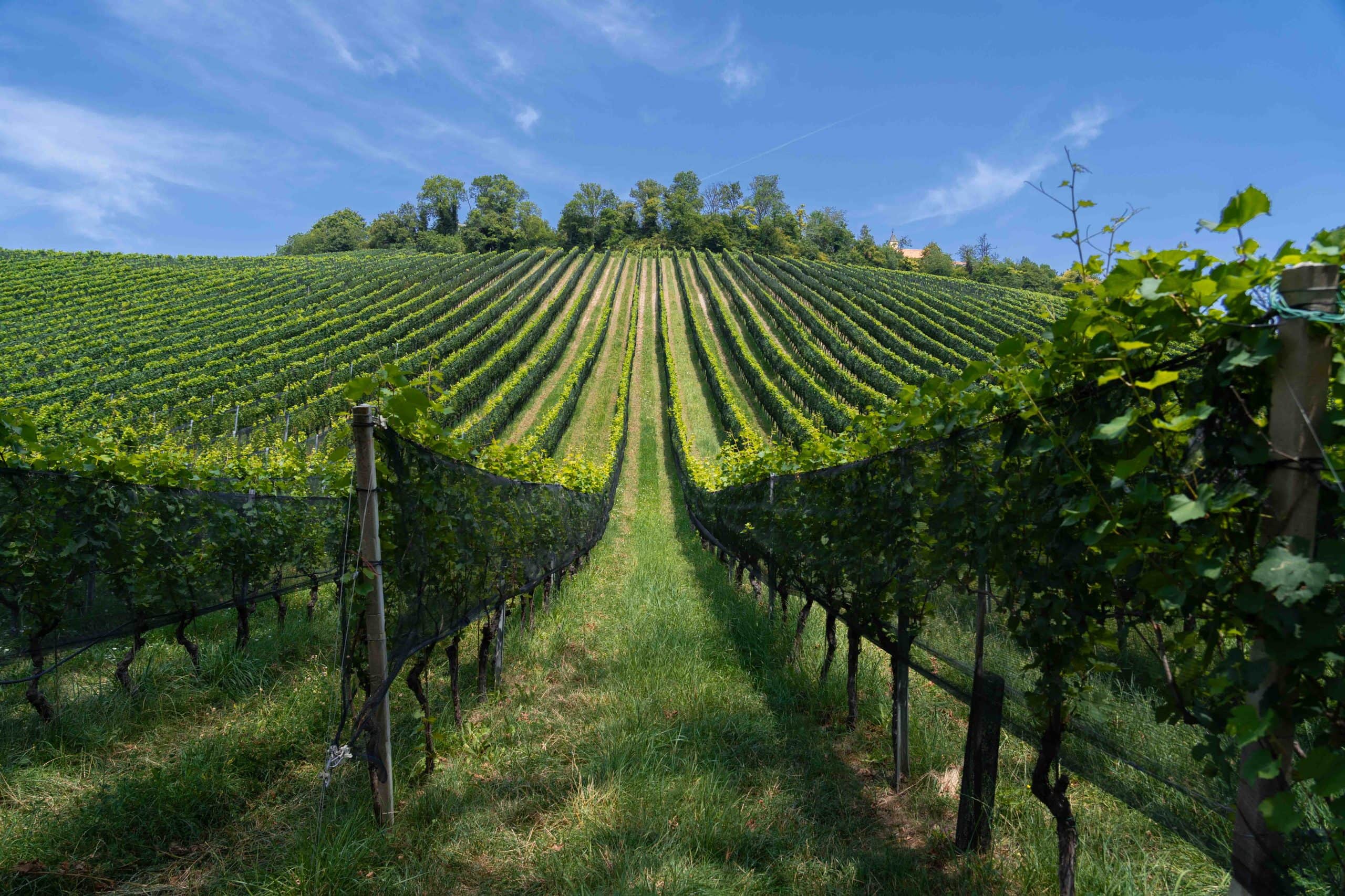 Weinberg Südsteiermark