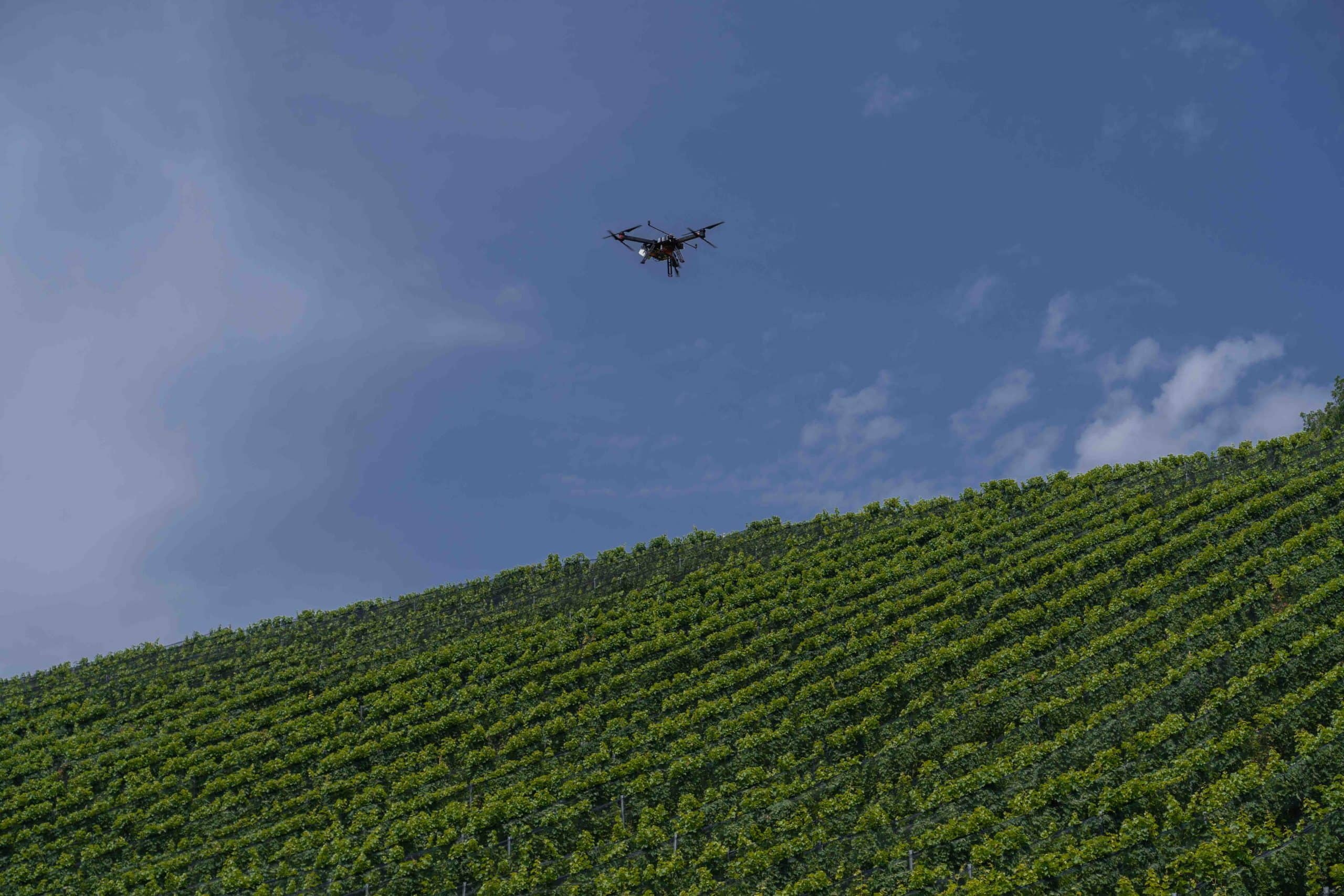 Drohne im Weinberg