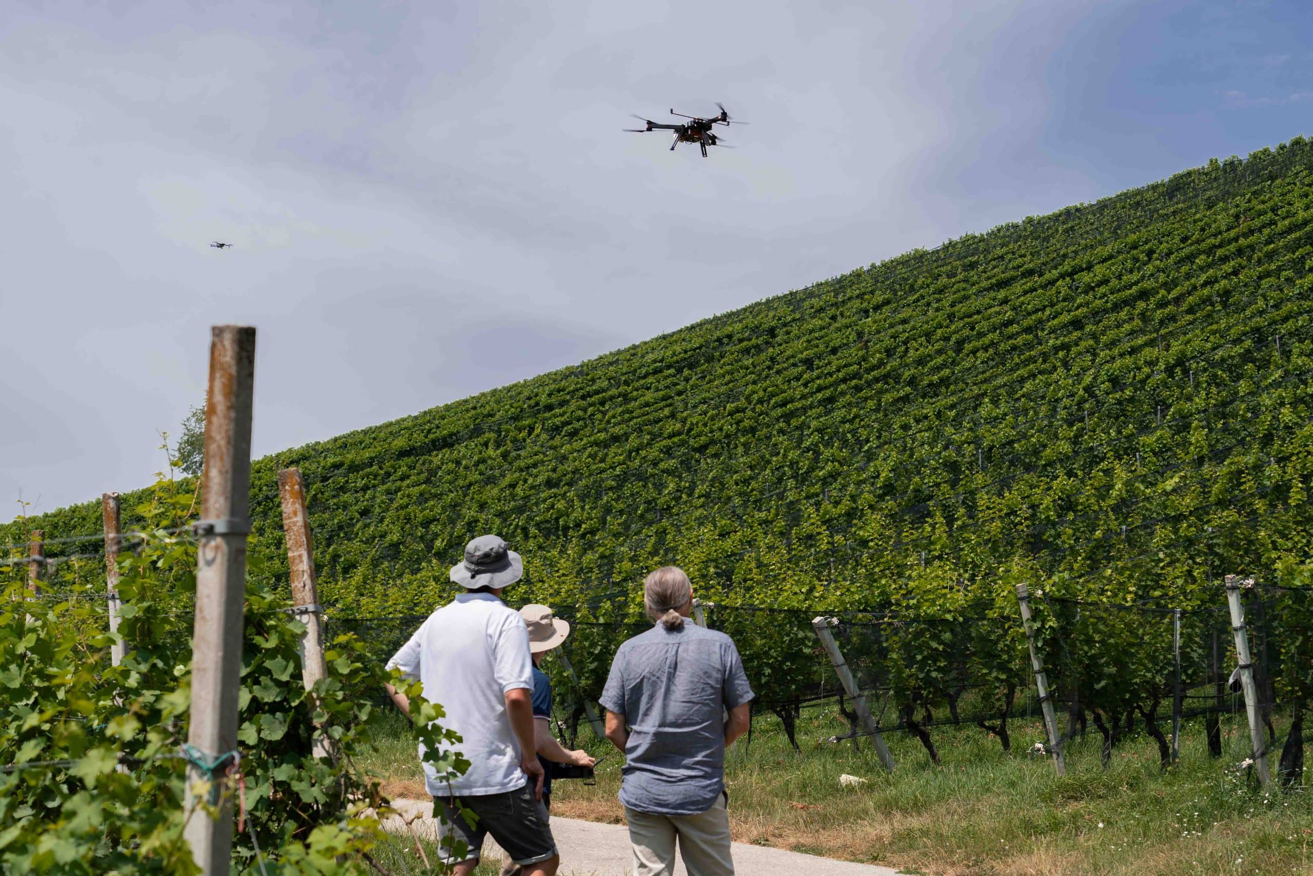 drohne fliegt im weinberg
